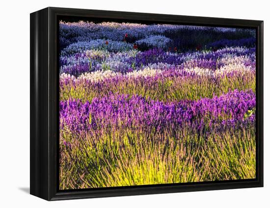 USA, Washington State, Sequim, Lavender Field-Terry Eggers-Framed Premier Image Canvas