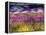 USA, Washington State, Sequim, Lavender Field-Terry Eggers-Framed Premier Image Canvas