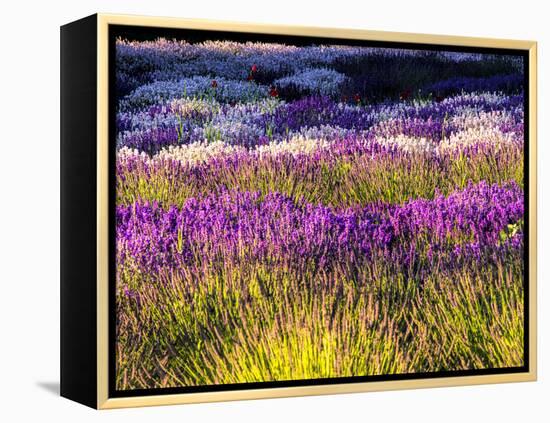 USA, Washington State, Sequim, Lavender Field-Terry Eggers-Framed Premier Image Canvas