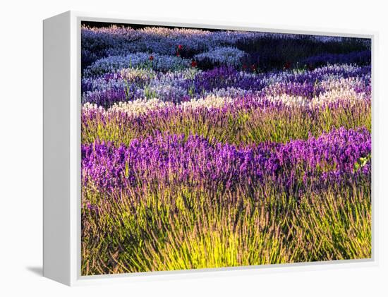 USA, Washington State, Sequim, Lavender Field-Terry Eggers-Framed Premier Image Canvas