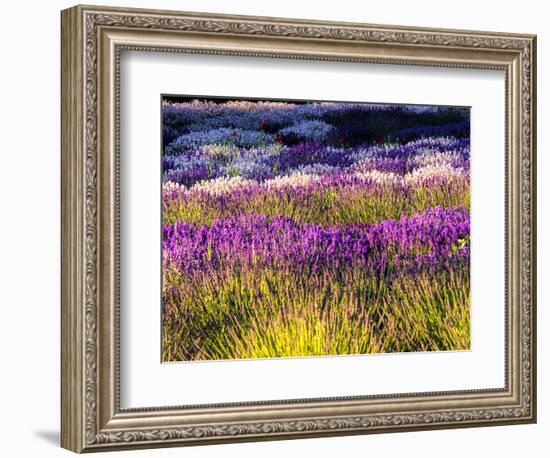 USA, Washington State, Sequim, Lavender Field-Terry Eggers-Framed Photographic Print