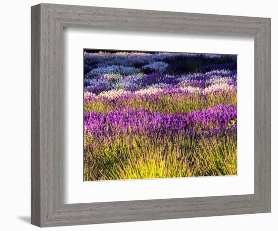 USA, Washington State, Sequim, Lavender Field-Terry Eggers-Framed Photographic Print