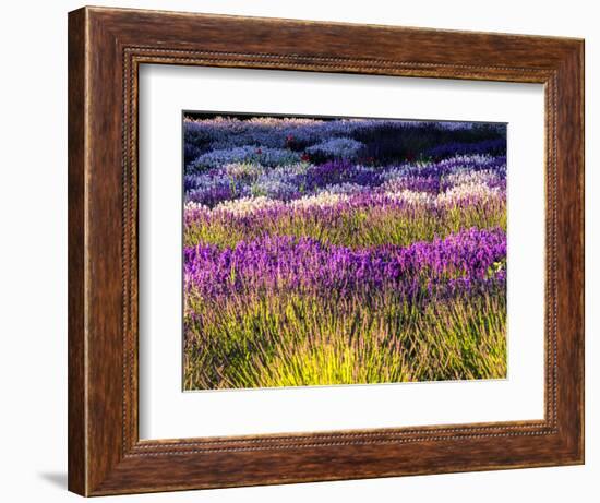 USA, Washington State, Sequim, Lavender Field-Terry Eggers-Framed Photographic Print