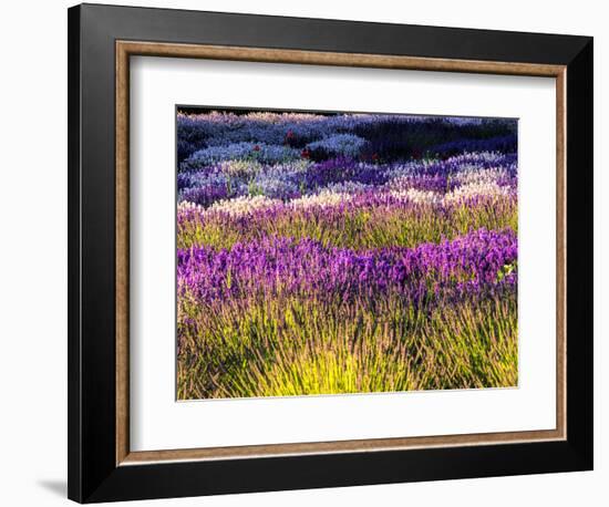 USA, Washington State, Sequim, Lavender Field-Terry Eggers-Framed Photographic Print