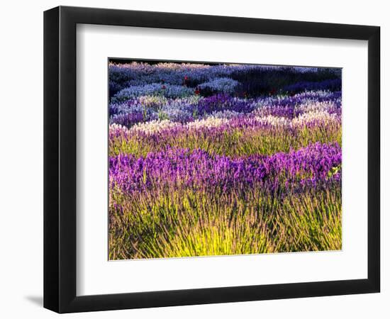 USA, Washington State, Sequim, Lavender Field-Terry Eggers-Framed Photographic Print