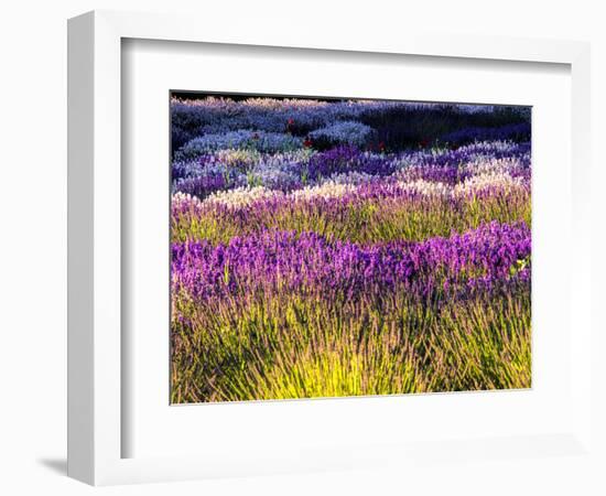 USA, Washington State, Sequim, Lavender Field-Terry Eggers-Framed Photographic Print