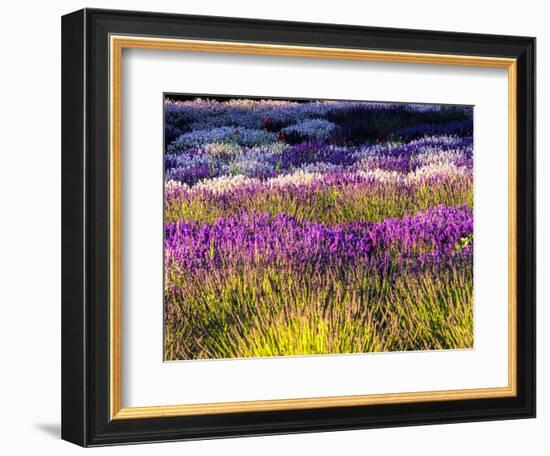 USA, Washington State, Sequim, Lavender Field-Terry Eggers-Framed Photographic Print