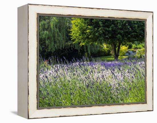 USA, Washington State, Sequim, Lavender Field-Terry Eggers-Framed Premier Image Canvas