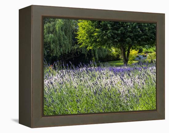 USA, Washington State, Sequim, Lavender Field-Terry Eggers-Framed Premier Image Canvas