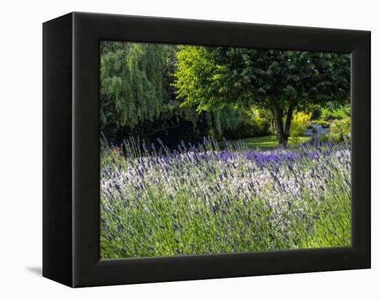 USA, Washington State, Sequim, Lavender Field-Terry Eggers-Framed Premier Image Canvas