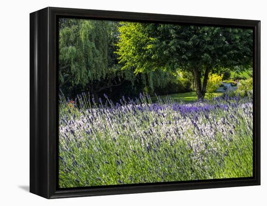 USA, Washington State, Sequim, Lavender Field-Terry Eggers-Framed Premier Image Canvas