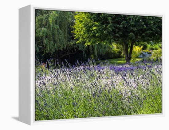 USA, Washington State, Sequim, Lavender Field-Terry Eggers-Framed Premier Image Canvas