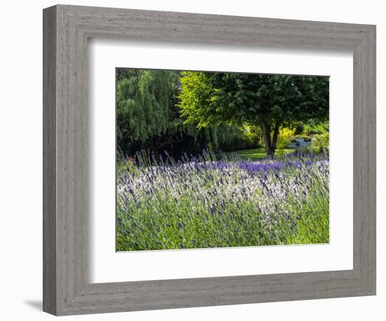 USA, Washington State, Sequim, Lavender Field-Terry Eggers-Framed Photographic Print