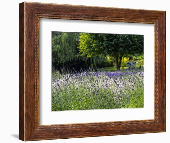 USA, Washington State, Sequim, Lavender Field-Terry Eggers-Framed Photographic Print