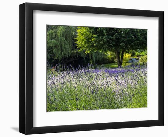 USA, Washington State, Sequim, Lavender Field-Terry Eggers-Framed Photographic Print