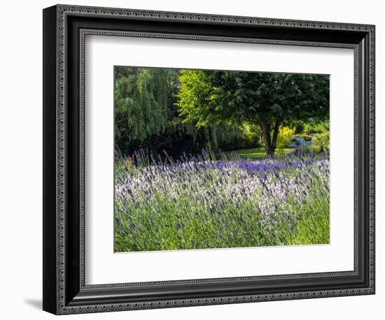 USA, Washington State, Sequim, Lavender Field-Terry Eggers-Framed Photographic Print