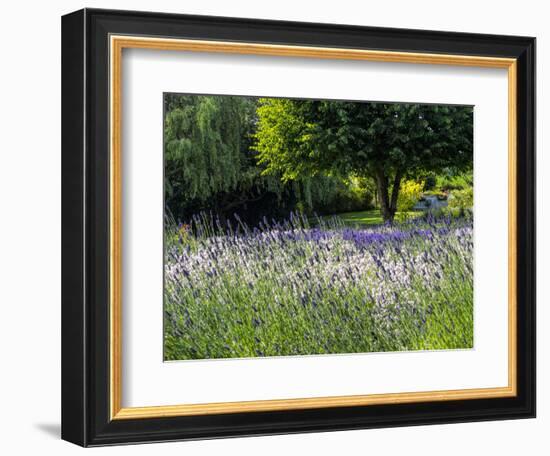 USA, Washington State, Sequim, Lavender Field-Terry Eggers-Framed Photographic Print