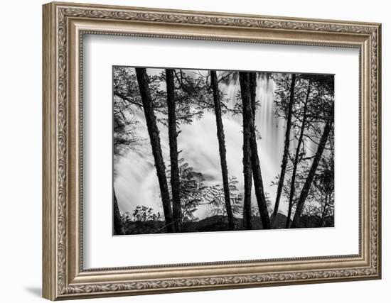 USA, Washington State, Skamania County, Lower Lewis River Falls in BW, behind the pine tree trunks.-Brent Bergherm-Framed Photographic Print