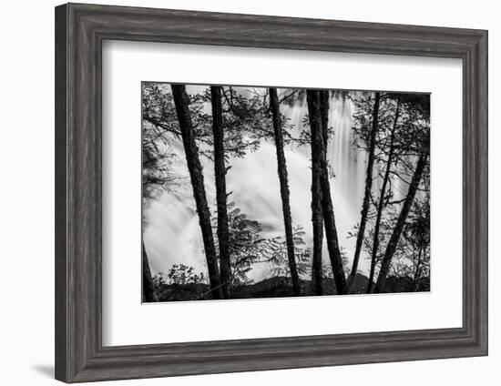 USA, Washington State, Skamania County, Lower Lewis River Falls in BW, behind the pine tree trunks.-Brent Bergherm-Framed Photographic Print