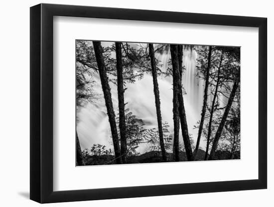 USA, Washington State, Skamania County, Lower Lewis River Falls in BW, behind the pine tree trunks.-Brent Bergherm-Framed Photographic Print