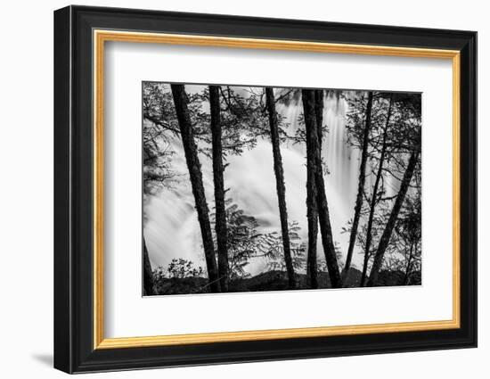 USA, Washington State, Skamania County, Lower Lewis River Falls in BW, behind the pine tree trunks.-Brent Bergherm-Framed Photographic Print