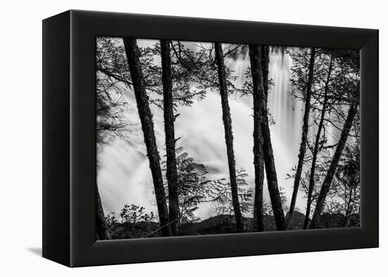 USA, Washington State, Skamania County, Lower Lewis River Falls in BW, behind the pine tree trunks.-Brent Bergherm-Framed Premier Image Canvas