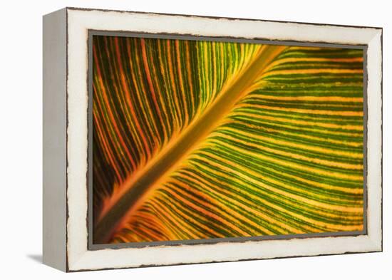 Usa, Washington State, Snohomish. Leaf with red, yellow, orange and green stripes.-Merrill Images-Framed Premier Image Canvas