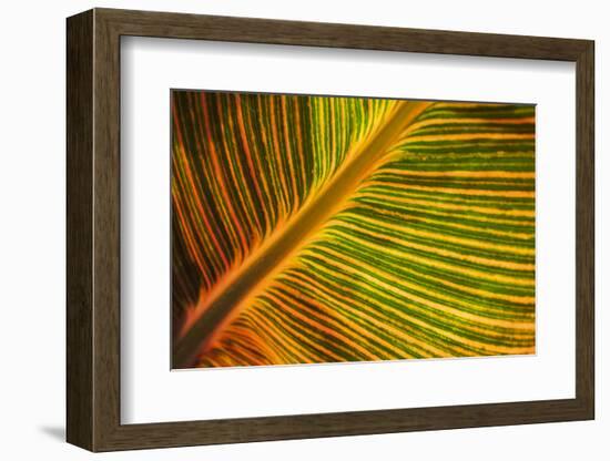 Usa, Washington State, Snohomish. Leaf with red, yellow, orange and green stripes.-Merrill Images-Framed Photographic Print