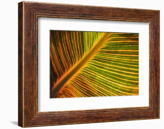 Usa, Washington State, Snohomish. Leaf with red, yellow, orange and green stripes.-Merrill Images-Framed Photographic Print