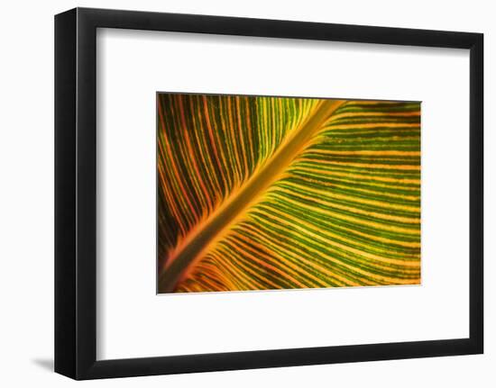 Usa, Washington State, Snohomish. Leaf with red, yellow, orange and green stripes.-Merrill Images-Framed Photographic Print
