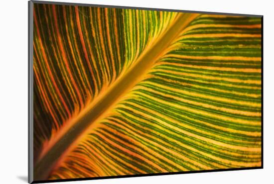 Usa, Washington State, Snohomish. Leaf with red, yellow, orange and green stripes.-Merrill Images-Mounted Photographic Print