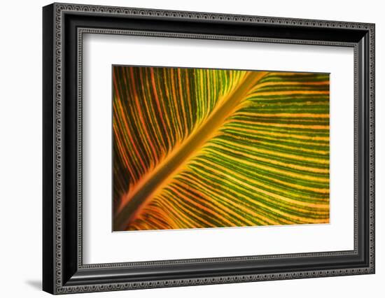 Usa, Washington State, Snohomish. Leaf with red, yellow, orange and green stripes.-Merrill Images-Framed Photographic Print