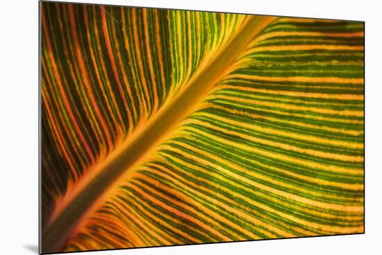 Usa, Washington State, Snohomish. Leaf with red, yellow, orange and green stripes.-Merrill Images-Mounted Photographic Print