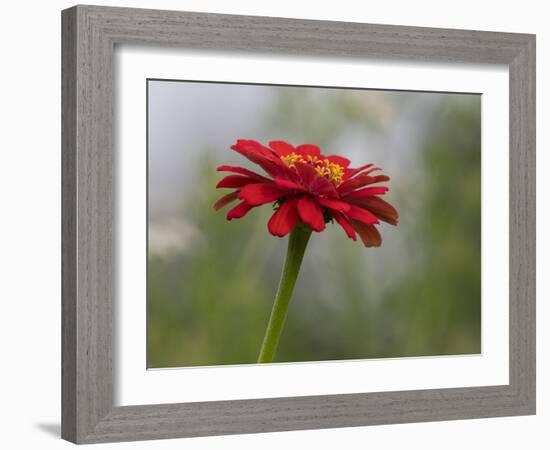 Usa, Washington State. Snoqualmie Valley, common Zinnia close-up-Merrill Images-Framed Photographic Print