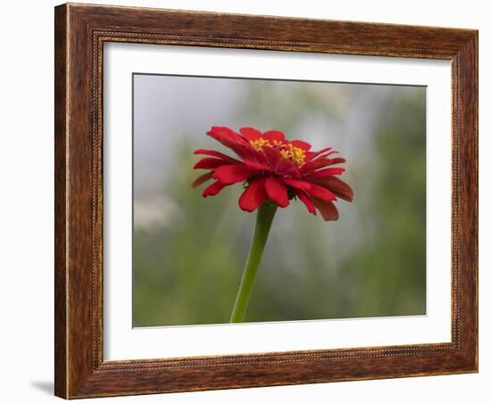 Usa, Washington State. Snoqualmie Valley, common Zinnia close-up-Merrill Images-Framed Photographic Print