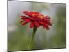 Usa, Washington State. Snoqualmie Valley, common Zinnia close-up-Merrill Images-Mounted Photographic Print