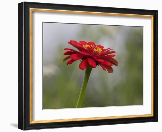 Usa, Washington State. Snoqualmie Valley, common Zinnia close-up-Merrill Images-Framed Photographic Print