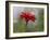 Usa, Washington State. Snoqualmie Valley, common Zinnia close-up-Merrill Images-Framed Photographic Print