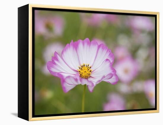 Usa, Washington State. Snoqualmie Valley, pink and white Garden cosmos in field on farm-Merrill Images-Framed Premier Image Canvas