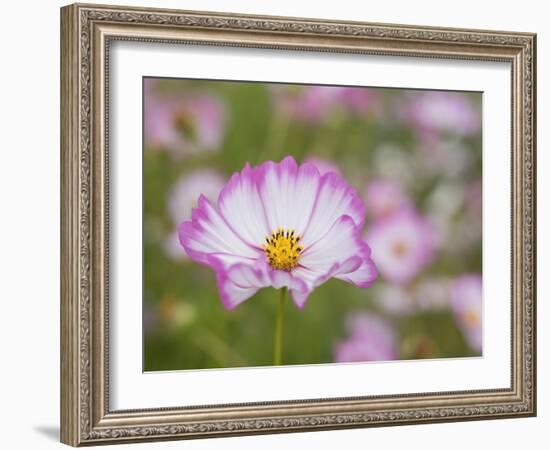 Usa, Washington State. Snoqualmie Valley, pink and white Garden cosmos in field on farm-Merrill Images-Framed Photographic Print