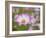 Usa, Washington State. Snoqualmie Valley, pink and white Garden cosmos in field on farm-Merrill Images-Framed Photographic Print