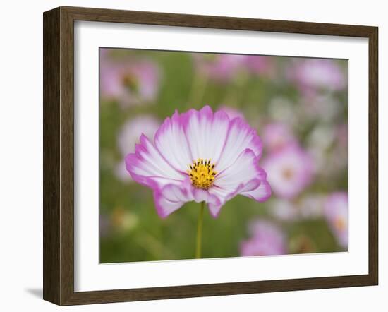 Usa, Washington State. Snoqualmie Valley, pink and white Garden cosmos in field on farm-Merrill Images-Framed Photographic Print