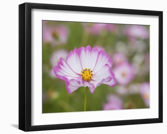 Usa, Washington State. Snoqualmie Valley, pink and white Garden cosmos in field on farm-Merrill Images-Framed Photographic Print