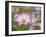 Usa, Washington State. Snoqualmie Valley, pink and white Garden cosmos in field on farm-Merrill Images-Framed Photographic Print