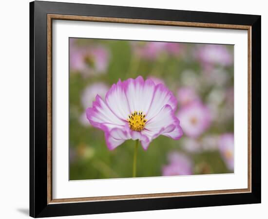 Usa, Washington State. Snoqualmie Valley, pink and white Garden cosmos in field on farm-Merrill Images-Framed Photographic Print