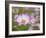 Usa, Washington State. Snoqualmie Valley, pink and white Garden cosmos in field on farm-Merrill Images-Framed Photographic Print