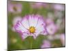 Usa, Washington State. Snoqualmie Valley, pink and white Garden cosmos in field on farm-Merrill Images-Mounted Photographic Print
