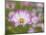 Usa, Washington State. Snoqualmie Valley, pink and white Garden cosmos in field on farm-Merrill Images-Mounted Photographic Print