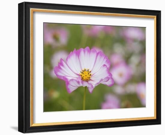 Usa, Washington State. Snoqualmie Valley, pink and white Garden cosmos in field on farm-Merrill Images-Framed Photographic Print