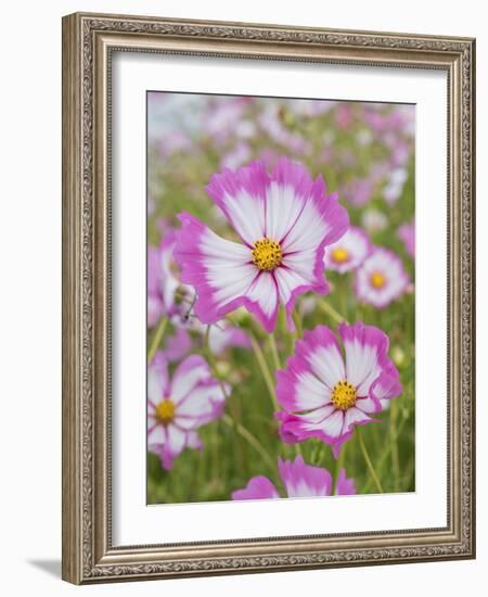 Usa, Washington State. Snoqualmie Valley, pink and white Garden cosmos in field on farm-Merrill Images-Framed Photographic Print